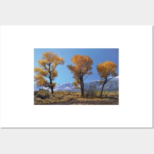 Cottonwood Trees Fall Foliage Carson Valley Posters and Art